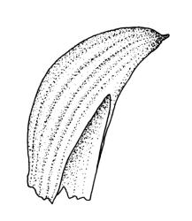 Erpodium glaucum, calyptra. Drawn from G.M. O’Malley s.n., CHR 545820.
 Image: R.C. Wagstaff © Landcare Research 2014 